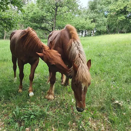 Des Chevreuils Holiday home Clerieux